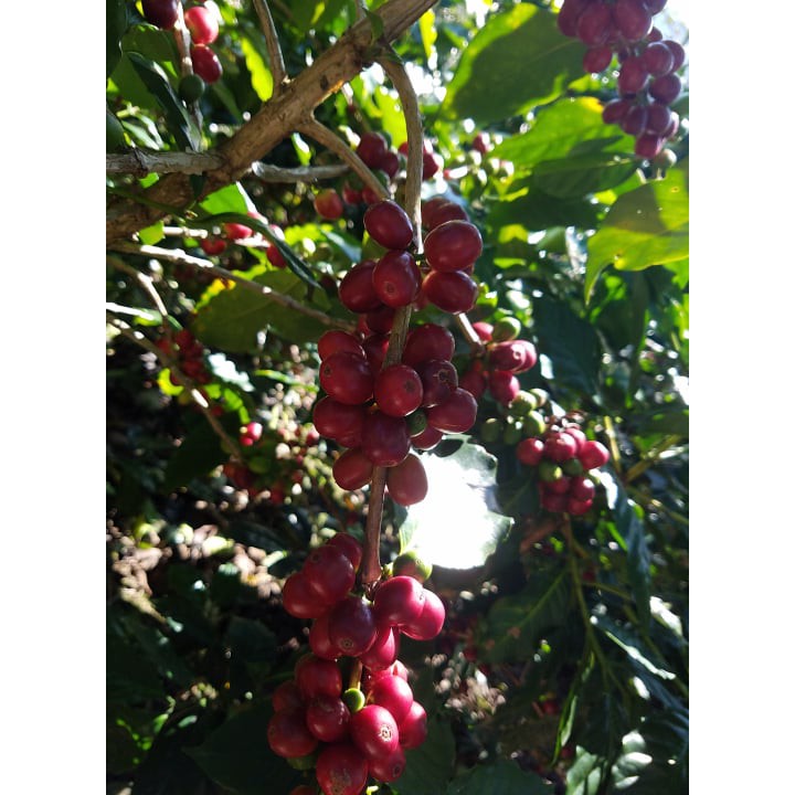 1Kg Cà Phê Arabica Cầu Đất ( Catimor ) Nhân Xanh Chưa Rang