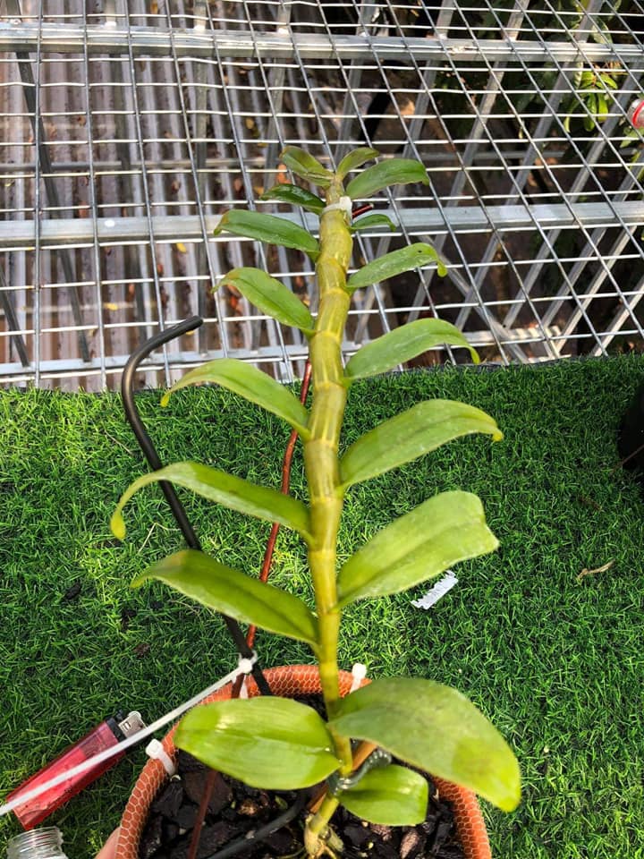 Hoa lan phi điệp-tím yên tử(cao 30cm ,trồng thuần ấm chậu) dòng mô hoa siêu siêu đẹp giá rẻ