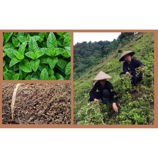 Cây sương sáo