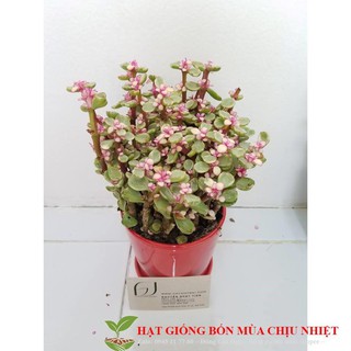 HẠT GIIỐNG 10 HẠT SEN ĐÁ ANH ĐÀO
