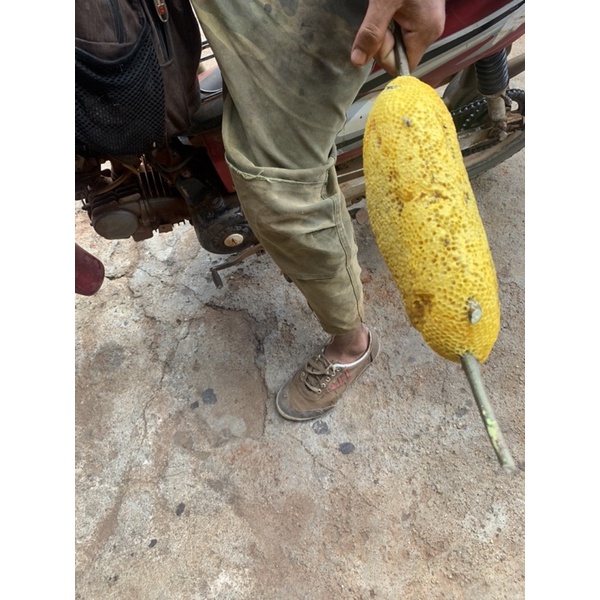 Mật ruồi rừng nguyên tổ 1kg