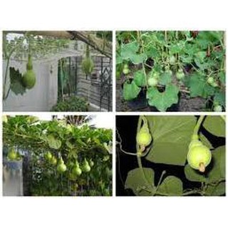 5 HẠT GIỐNG BẦU HỒ LÔ MINI