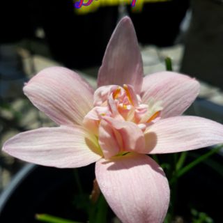 1 củ huệ mưa kép