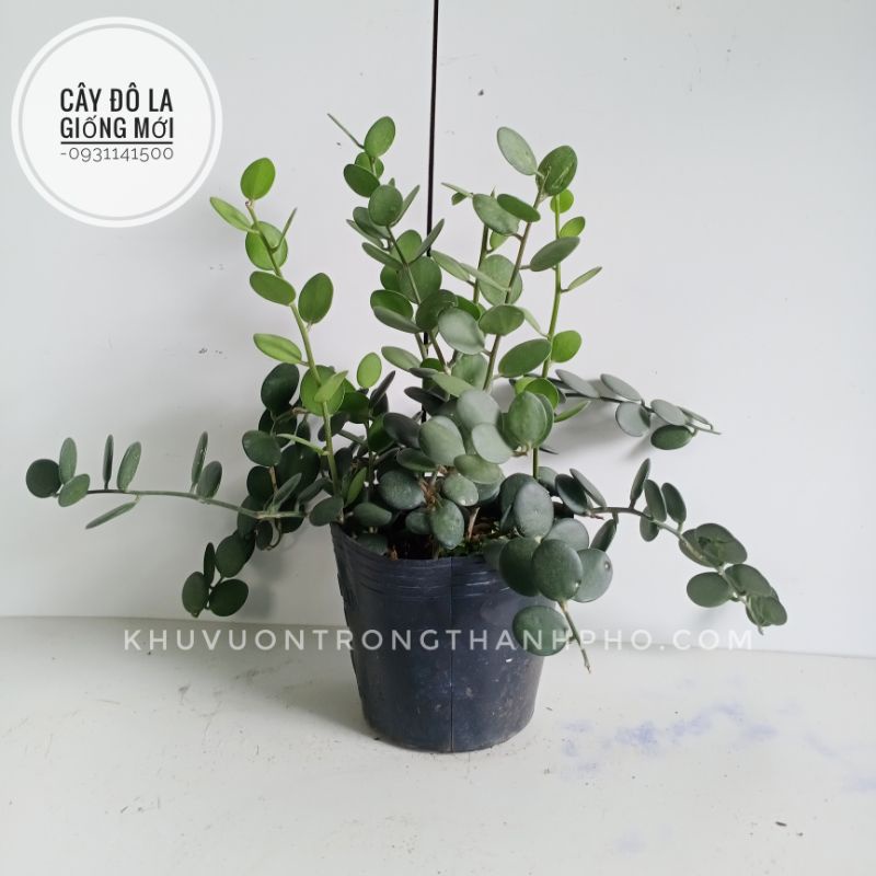 Cây đô la (giống mới) Silver Dollar Vine