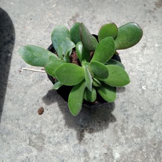 Sen đá -1 bầu 3 loại nhu ảnh