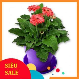 10 Hạt giống Đồng tiền (tặng gói Kích nẩy mầm và Hướng dẫn)