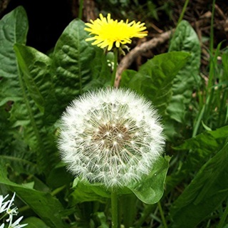 Hạt giống bồ công anh Australia tự thu hoạch