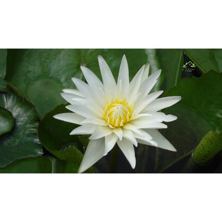 ( RẺ VÔ ĐỊCH)- Cây hoa súng Thái màu trắng