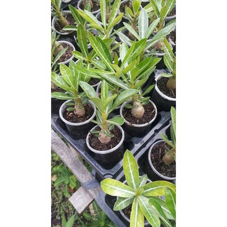 5 cây sứ thái giống