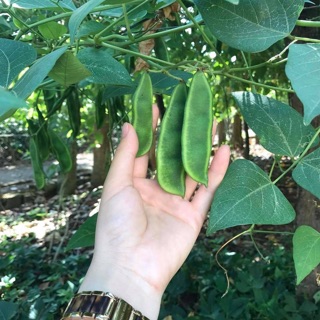 1 kg ĐẬU NGỰ KHÔ