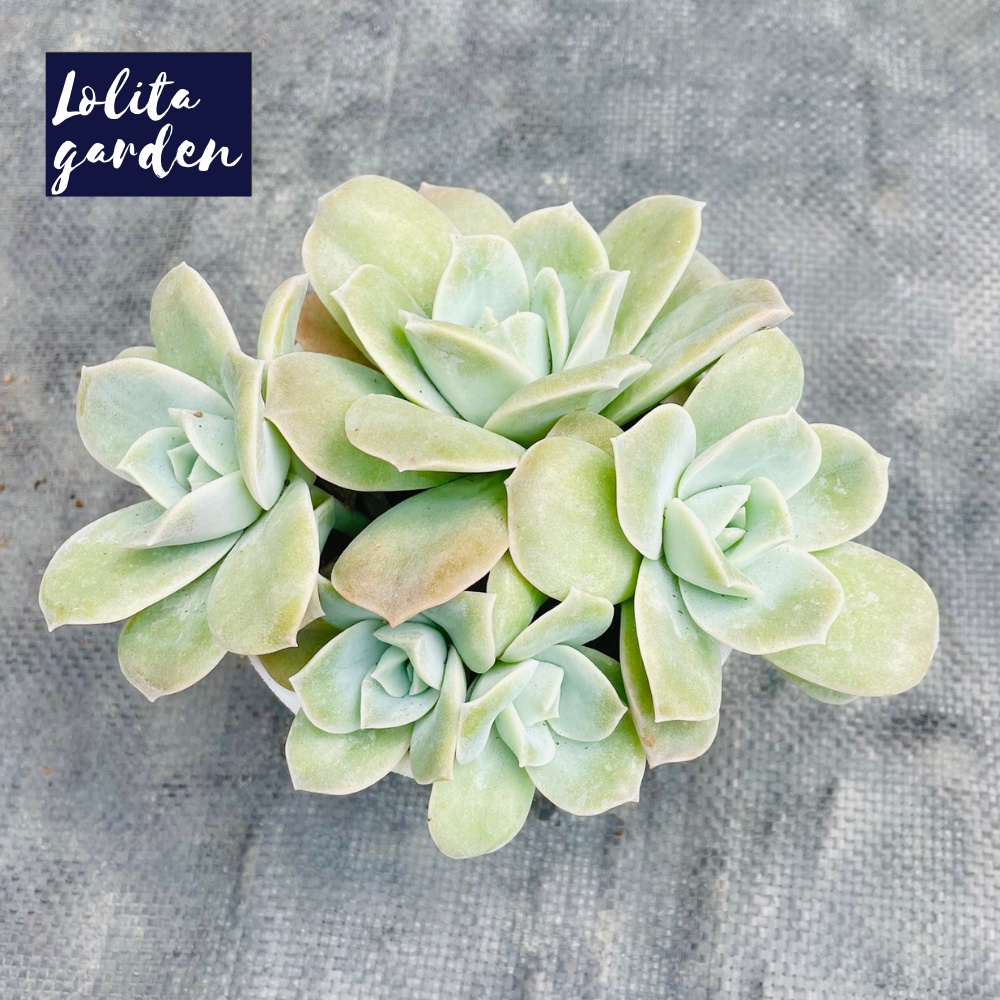 Sen đá hoa hồng hà lan lá lớn Đà Lạt size trung bình cây cảnh trang trí nhà cửa Lolita garden