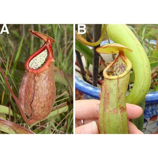 HẠT GIỐNG NẮP ẤM - 10 Hạt/ gói