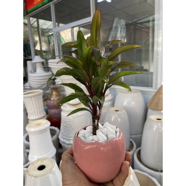 Chậu cây Hồng Phát Tài để bàn