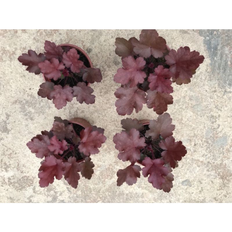 Cây chuông san hô hêu che ra.