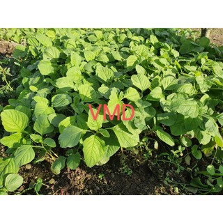 Hạt giống Rau Dền Cơm