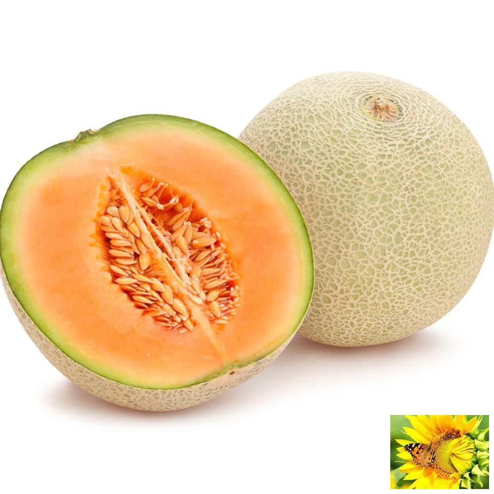Hạt giống Dưa lưới F1