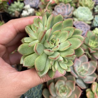 SEN ĐÁ DÙ VIỀN ĐỎ