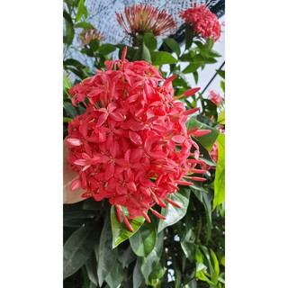 cây giống bông trang mỹ hồng