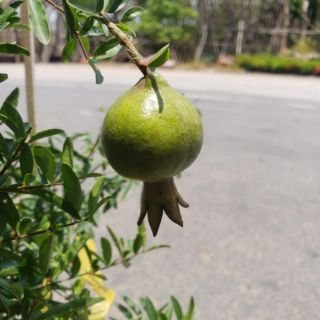 Cây lựu thái.lựu đỏ ấn độ(tặng kèm phân bón)