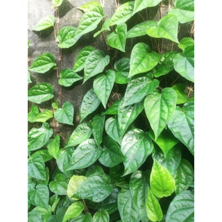Cây giống trầu không