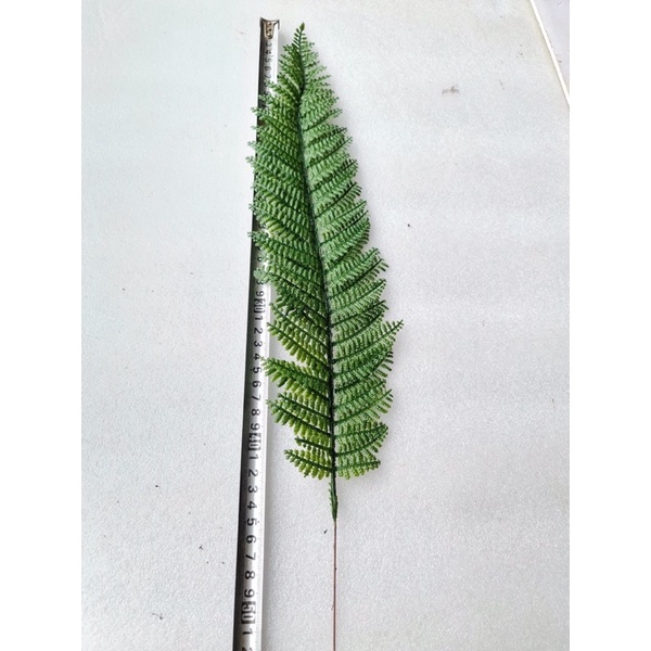 Lá dương sỉ giả. cụm 9 lá to