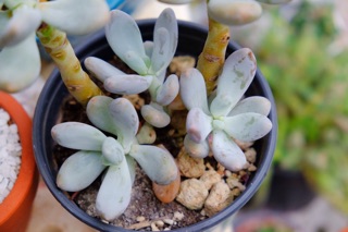 SEN ĐÁ SỎI TRẮNG CỔ THỤ