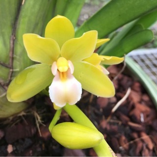 Cây giống lan kiếm Phan Trí (combo 3 cây)