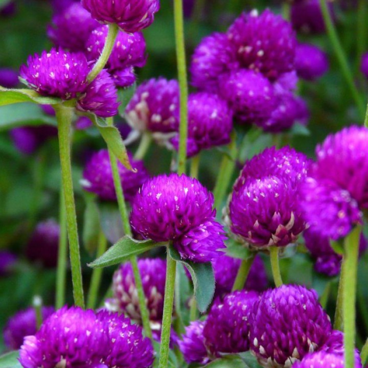 [Gói 150 hạt] Hạt Giống Hoa Bách Nhật Tím F1 Loại Siêu Dễ Trồng, Hoa Nở Đẹp Tặng kèm Hướng Dẫn Trồng