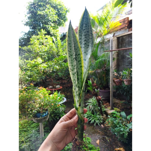 Cây lưỡi hổ sọc vàng