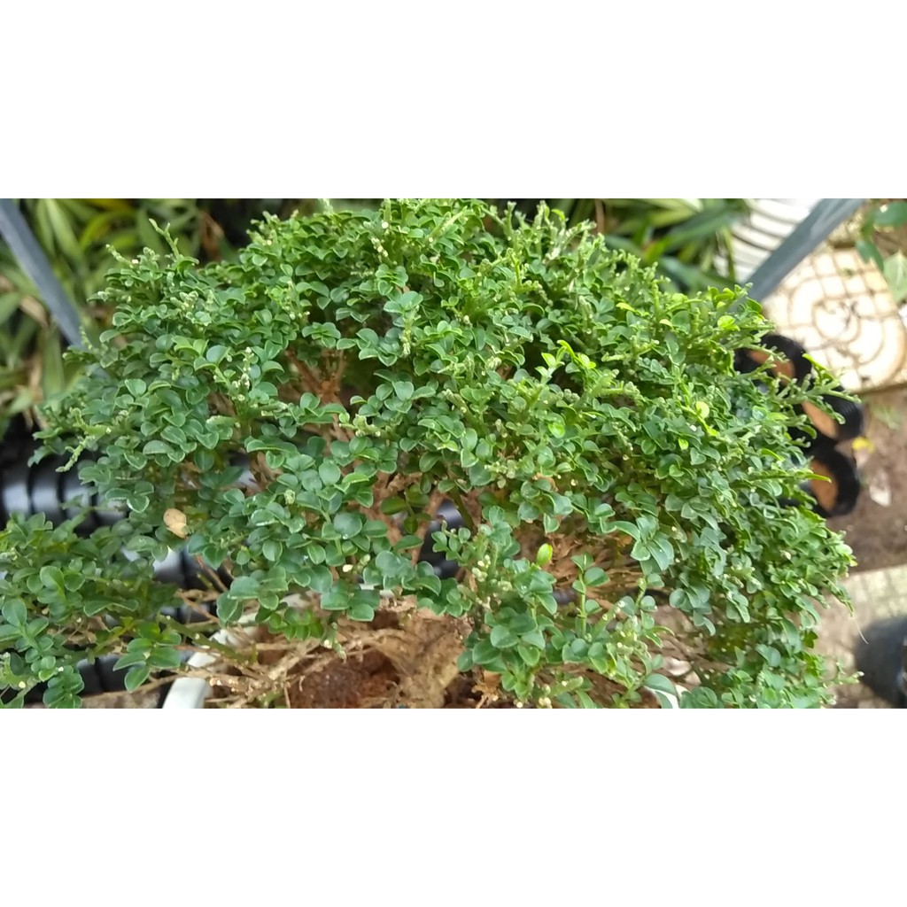 [Bonsai] Cây Nguyệt quế toàn cầu tuyệt đẹp