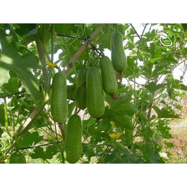 Hạt Giống Bí Đao F1 WG-9 Phú Nông - Gói 0.2g - Wax Gourd