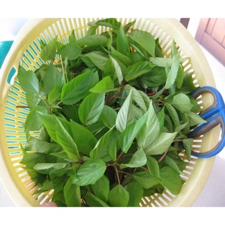 Hạt giống rau đay 20gr