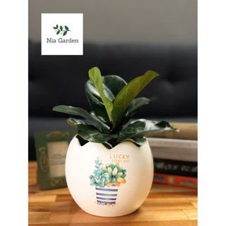 Chậu cây gốm sứ in, trứng to