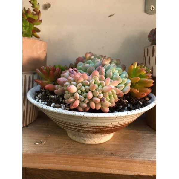Chậu gốm Nhật dáng chén tô trồng sen đá xương rồng (loại 15-18cm)