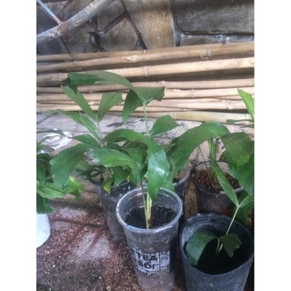 Cây đủng đỉnh bầu đất không chậu