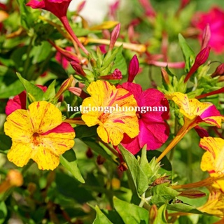 10h - hạt giống hoa bông phấn mix