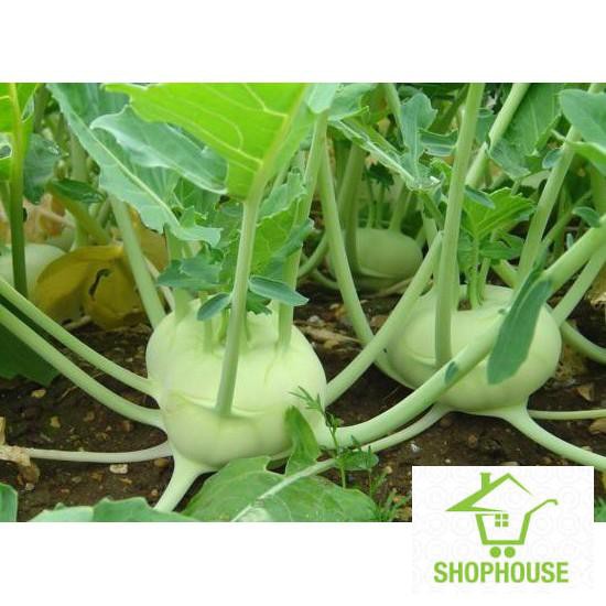 shophouse hạt giống xu hào xanh 200 hạt (su hào) SHOP HOUSE TẾT KHUYẾN MẠI