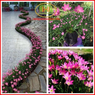 Cây huệ mưa lan huệ luyến khách mến khách lá hẹ sinh khí mạnh mẽ, ra hoa nhiều sức sống kiên cường