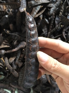 Bồ Kết Khô (Gội Đầu)