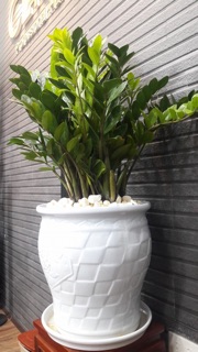 CÂY KIM TIỀN MINI