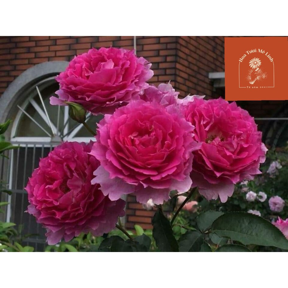 Hoa hồng ngoại Sheherazad – Bông hồng Nhật đẹp nhất được nhiều người ưa chuộng-HoaTuoiMeLinh
