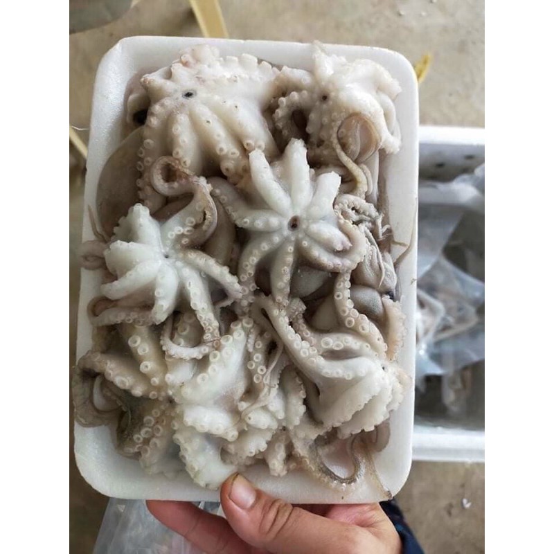 Bạch tuộc sữa làm sạch💥 GIÒN NGON💥 ăn lẩu , nướng - Haidangfood | BigBuy360 - bigbuy360.vn