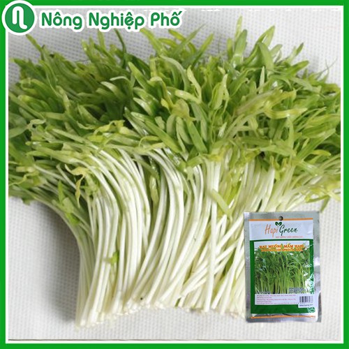 GÓI 100 GRAM - HẠT GIỐNG MẦM RAU MUỐNG HAPI PN