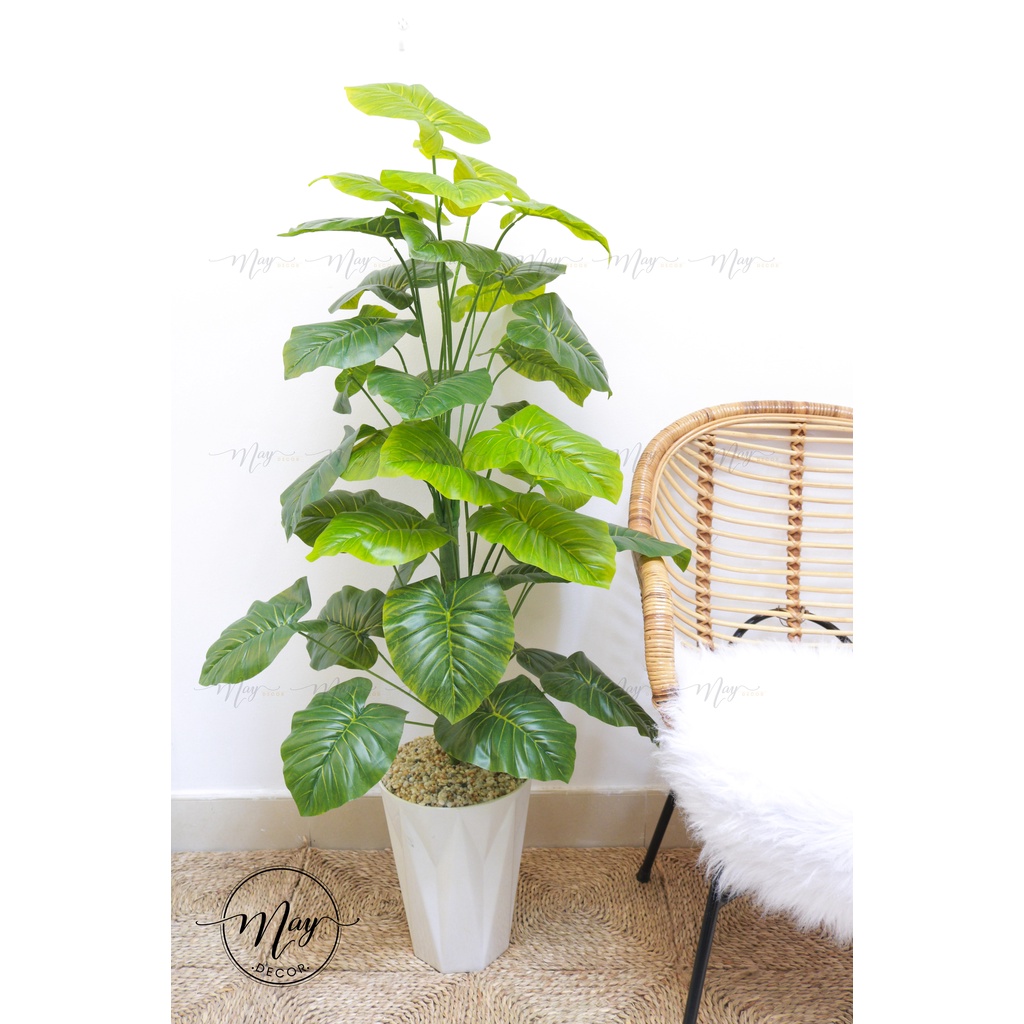 Cây giả Cây lá rùa, Trầu bà Montera, Cây môn đốm 1m2