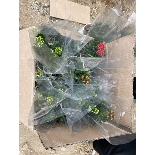 Cây hoa sống đời kép