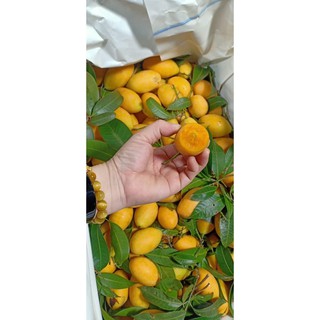 Cây Thanh trà ngọt thái lan