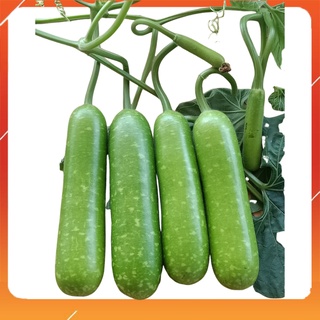 10h - hạt giống bầu sao dài f1