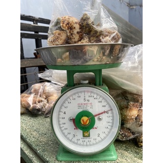 1KG VỎ ỐC MƯỢN HỒN ĐỦ SIZE