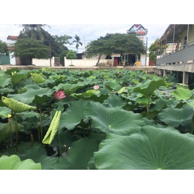 Lá sen khô 1 kg bịch to đùng Hà Nội