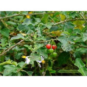 Cà Gai Leo Bắc Giang